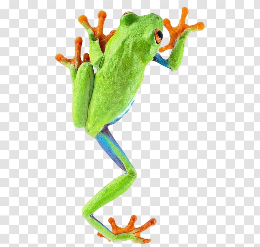 American Green Tree Frog Australian - Amphibian - 4 Transparent PNG