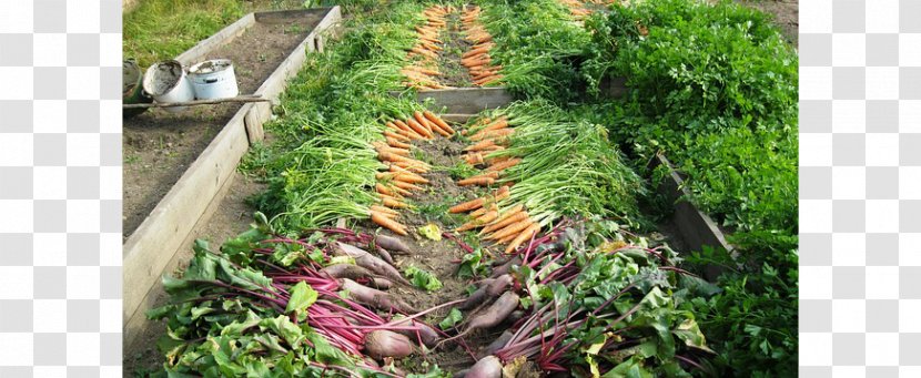 Organic Food Heirloom Plant Vegetable Garden - Herb Transparent PNG