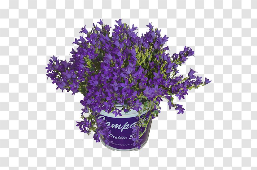English Lavender Bellflowers Cut Flowers Bellflower Family Flowerpot - Flowering Plant - Campanula Transparent PNG