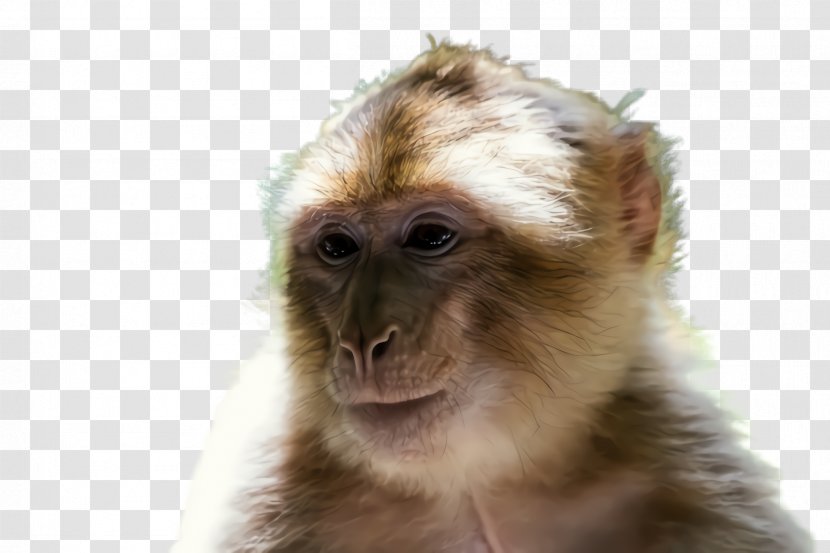 New World Monkey Tufted Capuchin White-fronted Marmoset Old - Macaque - Fur Transparent PNG