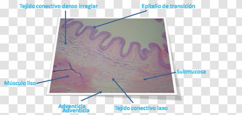 Urinary Bladder Submucosa Lamina Propria Smooth Muscle Tissue Optical Microscope - Lengua Transparent PNG