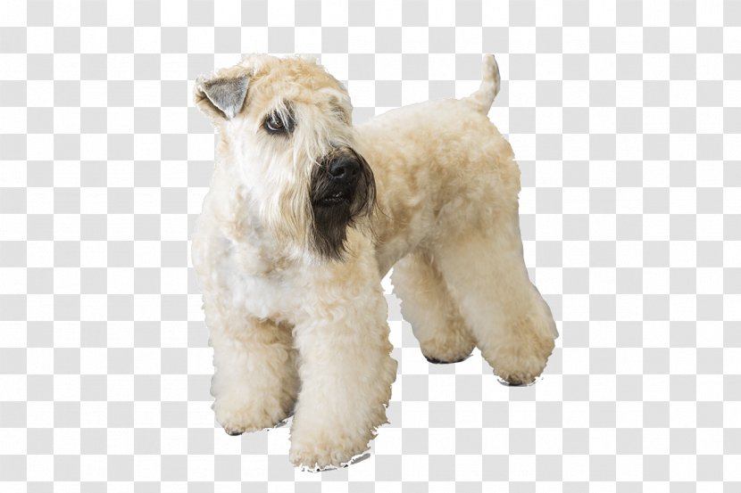 Soft-coated Wheaten Terrier Wire Hair Fox Lakeland Puppy Kerry Blue - Animal Transparent PNG