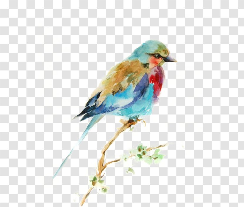 Bird Watercolor Painting Drawing Printmaking - Feather - Birds Transparent PNG