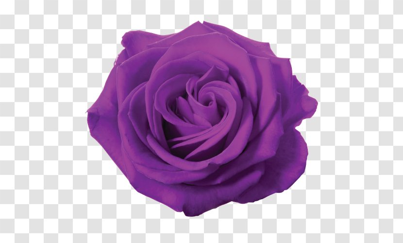 Blue Rose Flower Desktop Wallpaper - Cut Flowers Transparent PNG