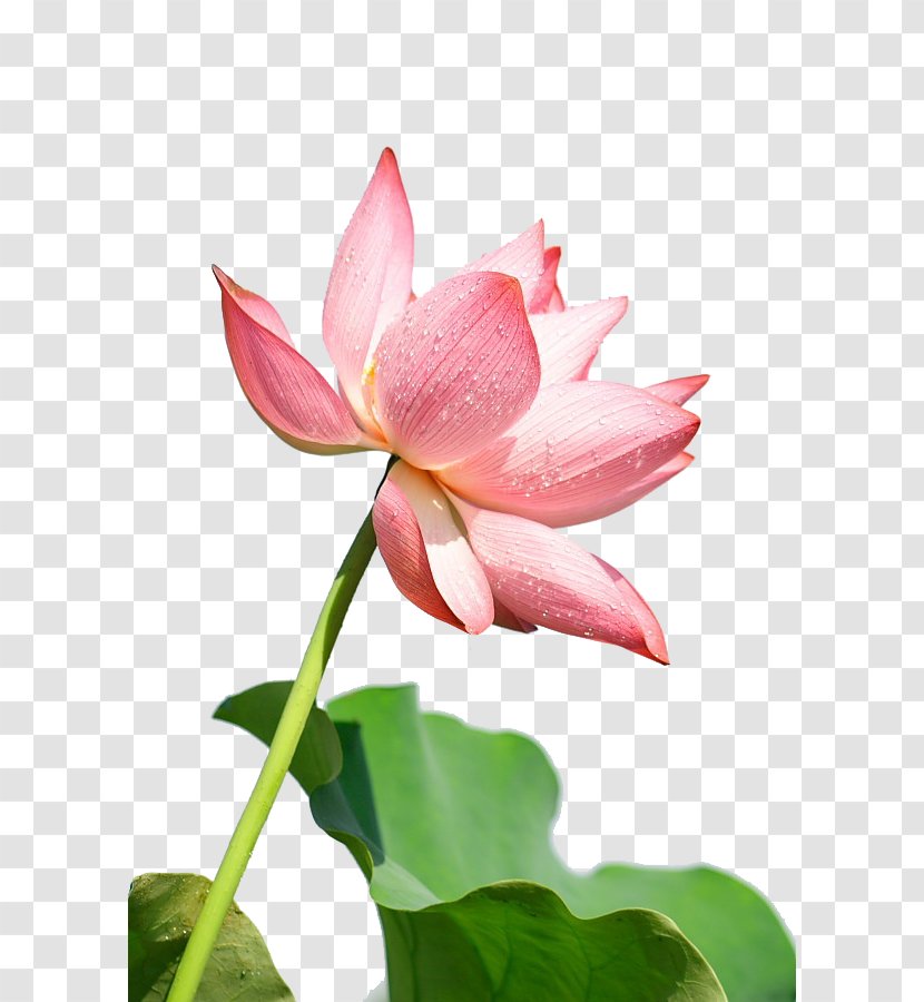 Plant Download - Petal - Lotus Transparent PNG