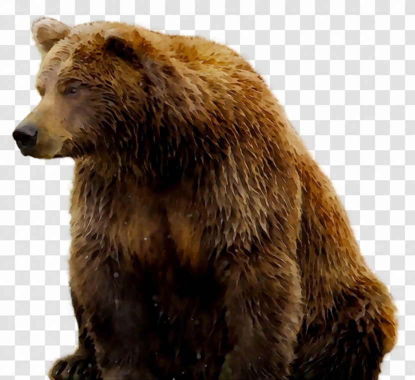 Grizzly Bear Fur Terrestrial Animal Snout Transparent PNG