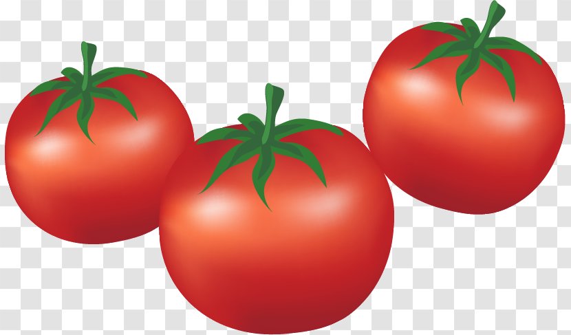 Plum Tomato Bush Cartoon Vegetable - Potato And Genus - Tomatoes Transparent PNG