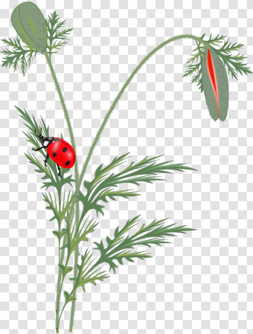 Flower Ladybird Poppy Clip Art - Branch Transparent PNG