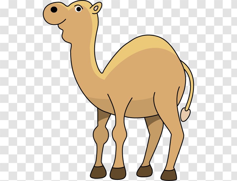Dromedary Middle East Respiratory Syndrome Cartoon Clip Art - Camel Transparent PNG