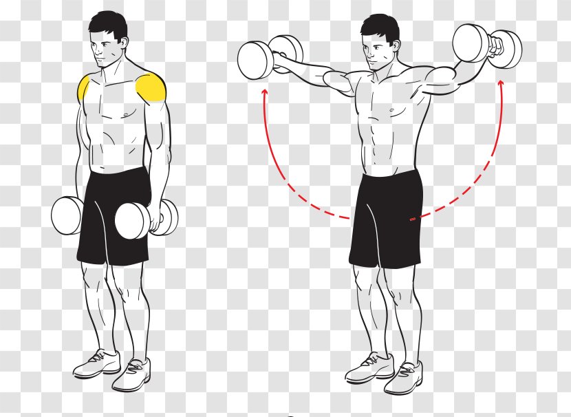 Shoulder Muscle Fly Front Raise Calf Raises - Tree Transparent PNG