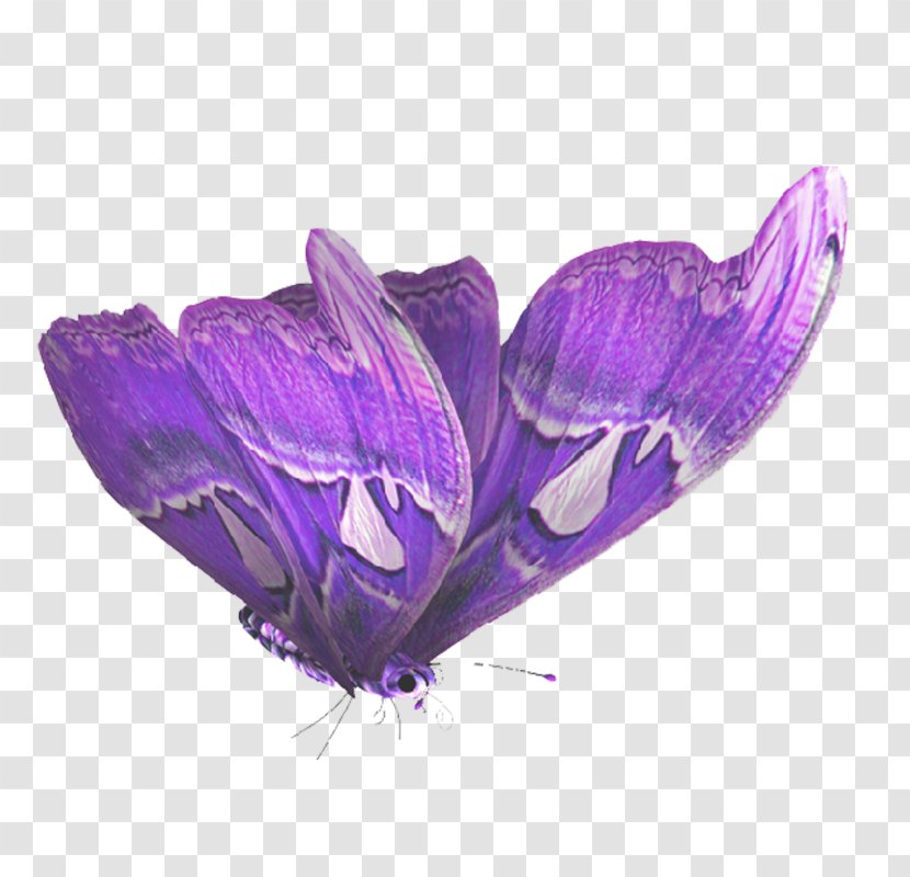 Butterfly PhotoScape - Purple Transparent PNG