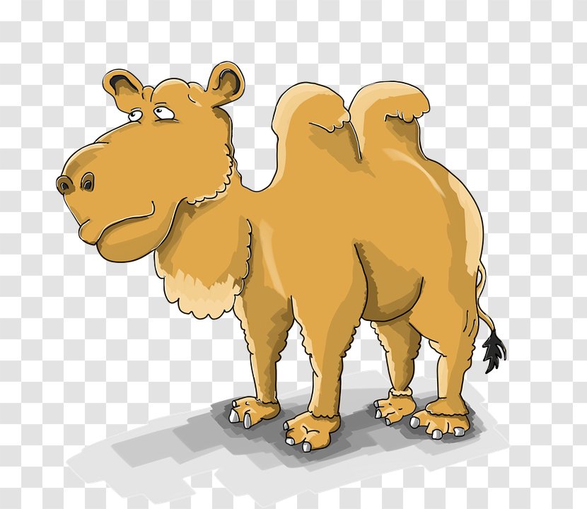 Dromedary Bactrian Camel Cartoon Image Drawing Transparent PNG
