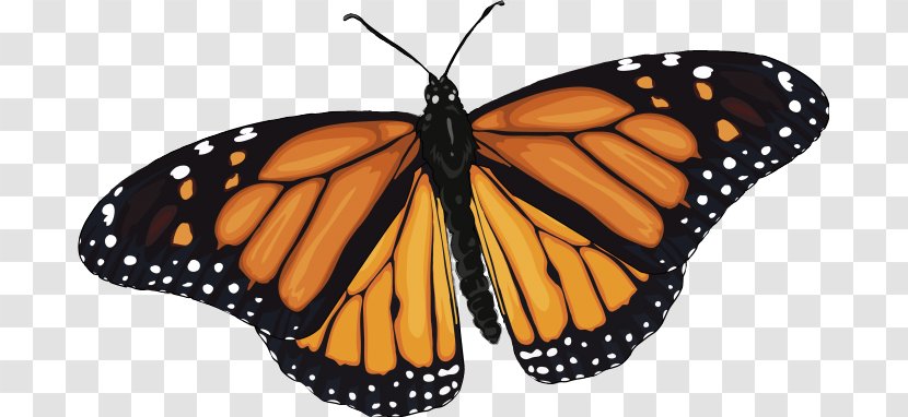 Monarch Butterfly Insect Brush-footed Butterflies Caterpillar - Orange Transparent PNG