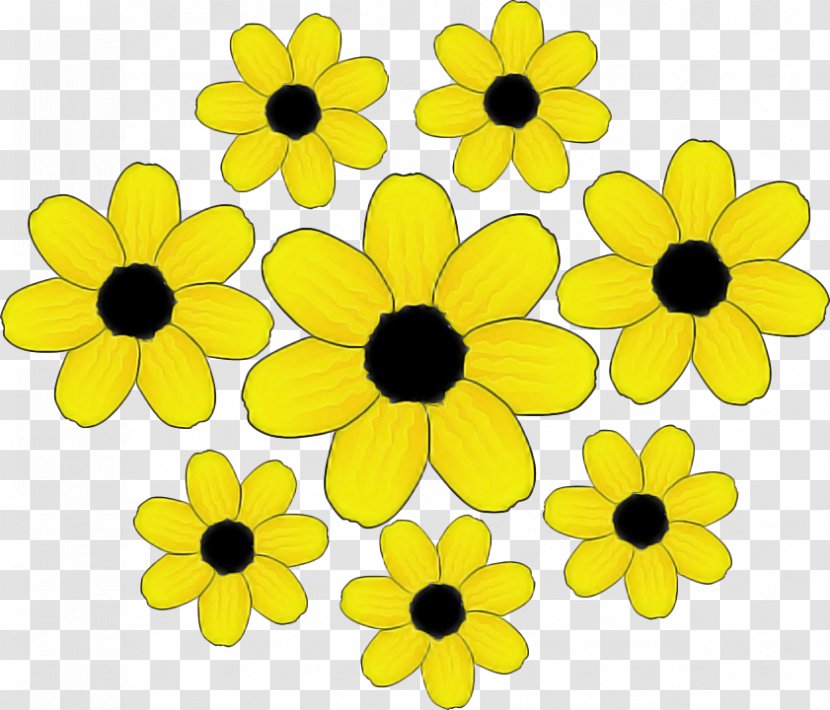 Sunflower - Petal - Wildflower Transparent PNG