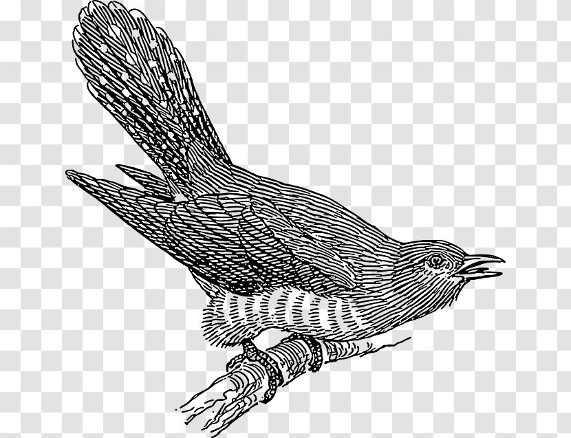 Kakukk, Szól A Liget Kinderlieder Common Cuckoo Kuckuck, Ruft's Aus Dem Wald Kuckuck - Tail - Zeichnung Kind Transparent PNG