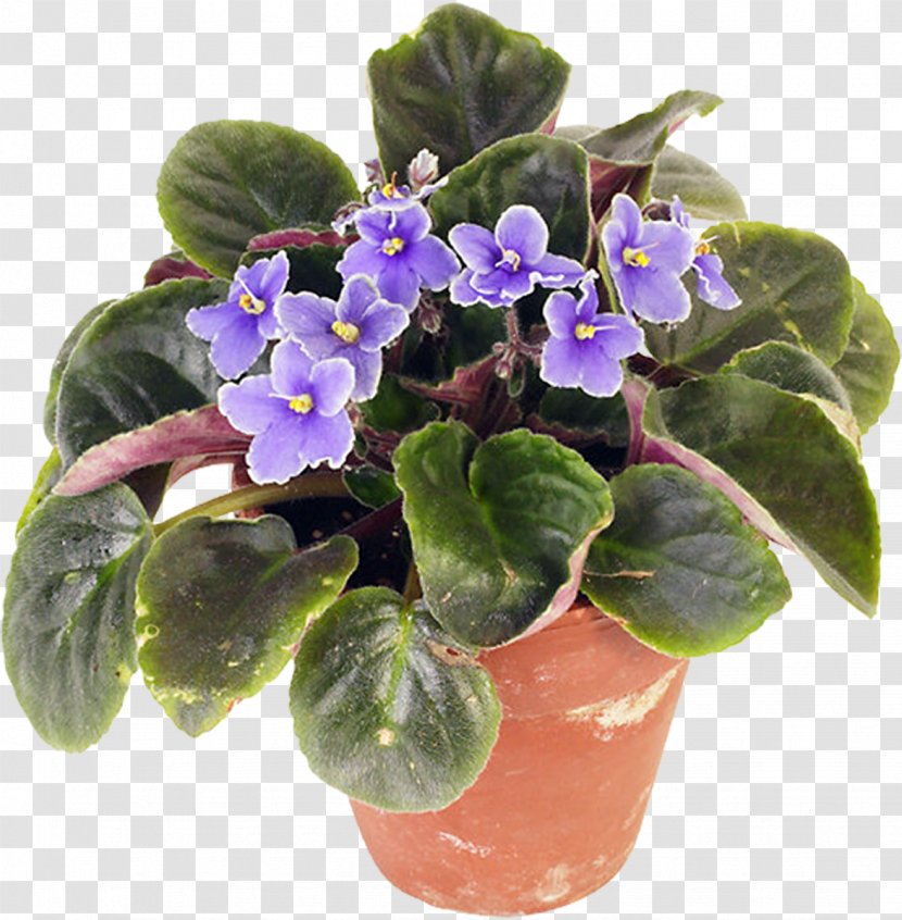 Houseplant African Violets Flowerpot - Pansy Transparent PNG