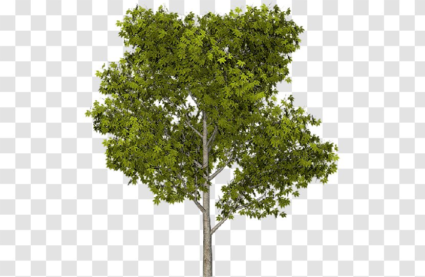 The Hidden Life Of Trees: What They Feel, How Communicate—Discoveries From A Secret World Pine - Woody Plant - Tree Transparent PNG