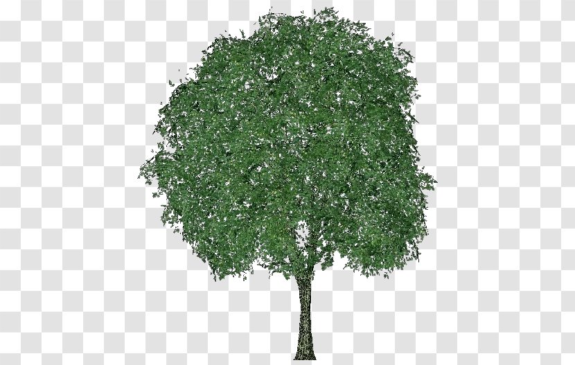 Tilia Cordata Tree Quercus Mongolica Branch Dentata - Oak Transparent PNG