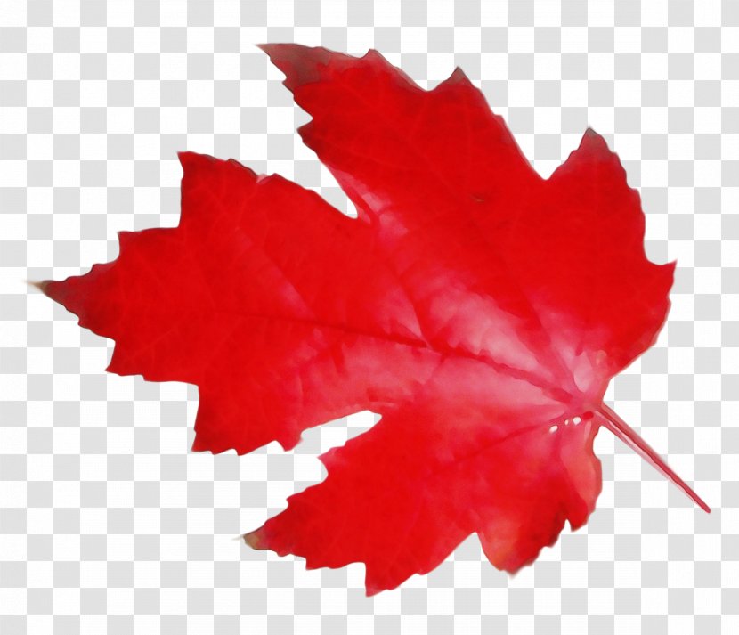 Canada Maple Leaf - Canadian Mint - Deciduous Soapberry Family Transparent PNG