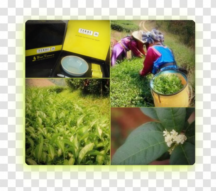Green Tea Oolong Nepali Biluochun Transparent PNG