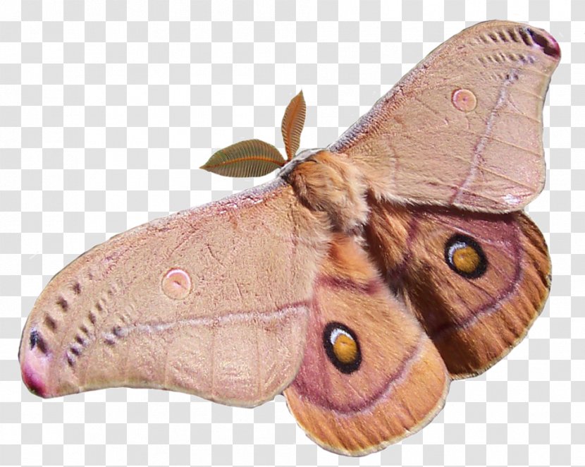 Butterfly Insect Opodiphthera Eucalypti Polyphemus Moth - Invertebrate Transparent PNG