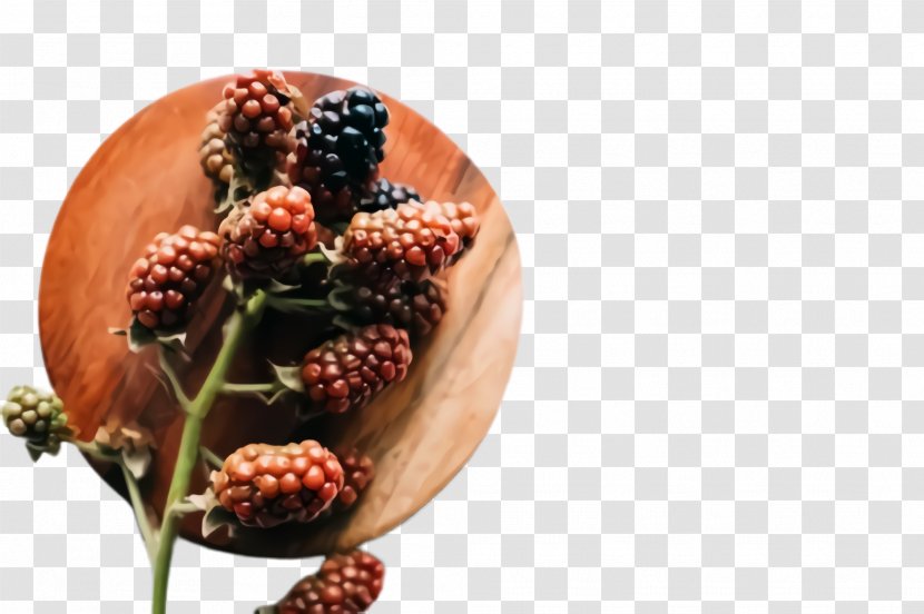 Blackberry Plant Berry Fruit Tree - Food Pine Transparent PNG