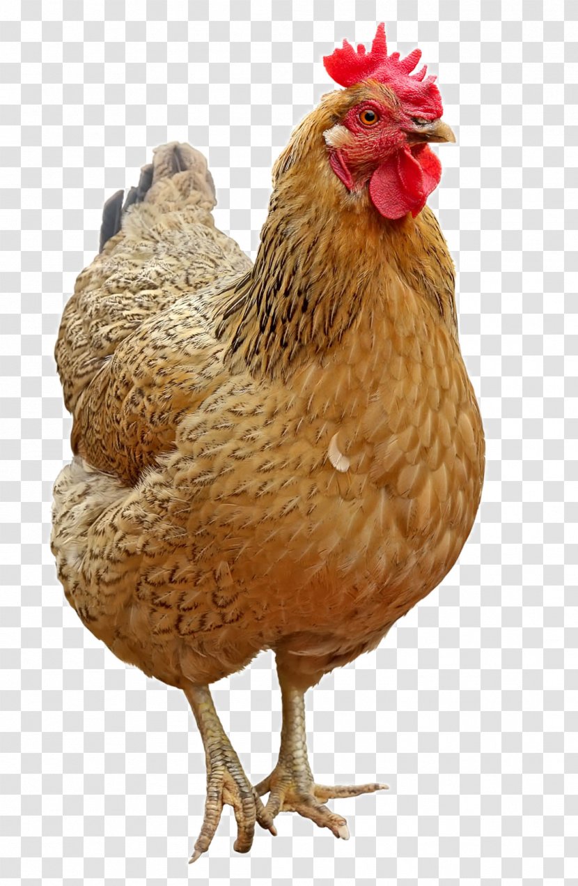 Chicken Icon - Bird - Lovely Hen Transparent PNG