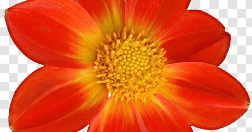 Dahlia Coasters Flower Transvaal Daisy Chrysanthemum - Closeup Transparent PNG
