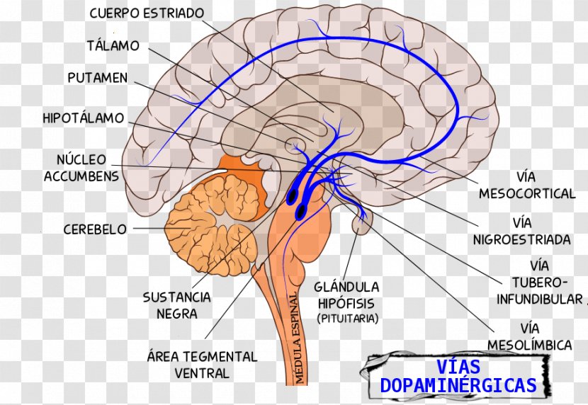 Mesolimbic Pathway Tuberoinfundibular Dopaminergic Pathways Brain - Tree Transparent PNG