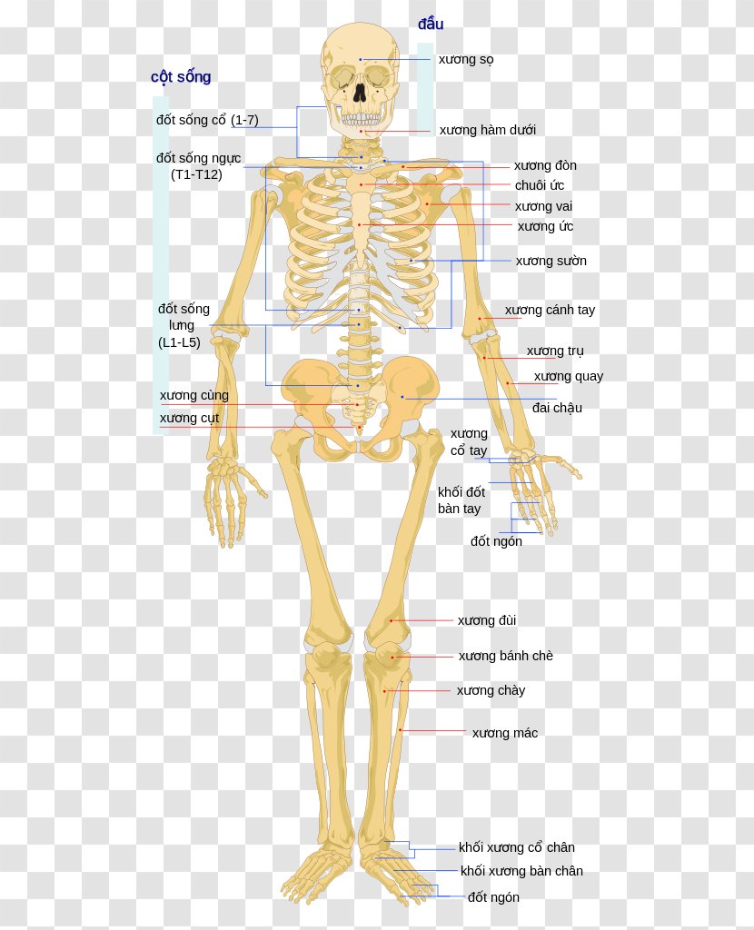 Human Skeleton Body Bone The Skeletal System - Flower Transparent PNG
