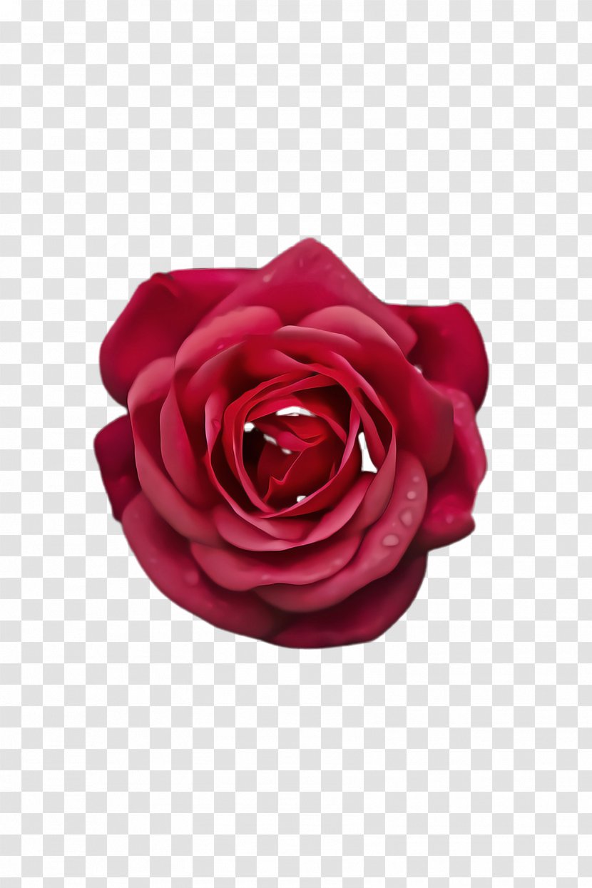 Garden Roses - Pink - Rose Order Plant Transparent PNG