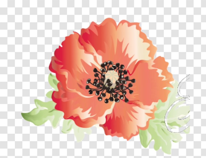 Cut Flowers Opium Poppy Clip Art - I M - Poppies Transparent PNG