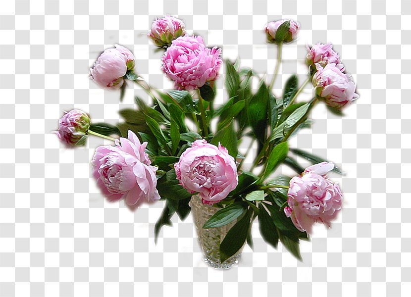 Cabbage Rose Pentecost Holiday Cut Flowers Floral Design - Pivoine Transparent PNG