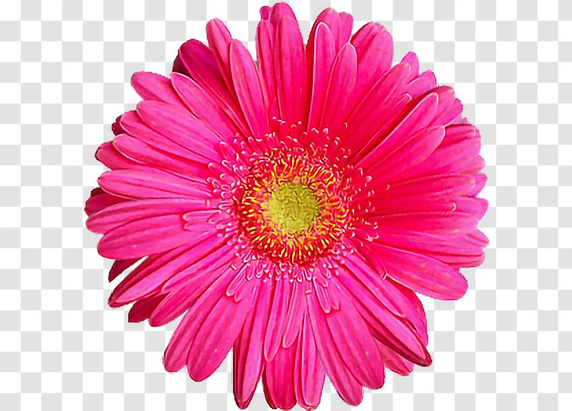 Flower Clip Art - Gerbera Transparent PNG