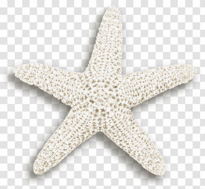 Starfish Euclidean Vector Plant - Sea Transparent PNG