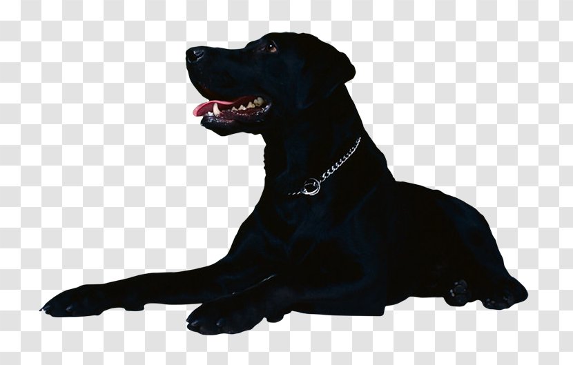 Labrador Retriever Flat-Coated Puppy Dog Breed Golden - Snout Transparent PNG