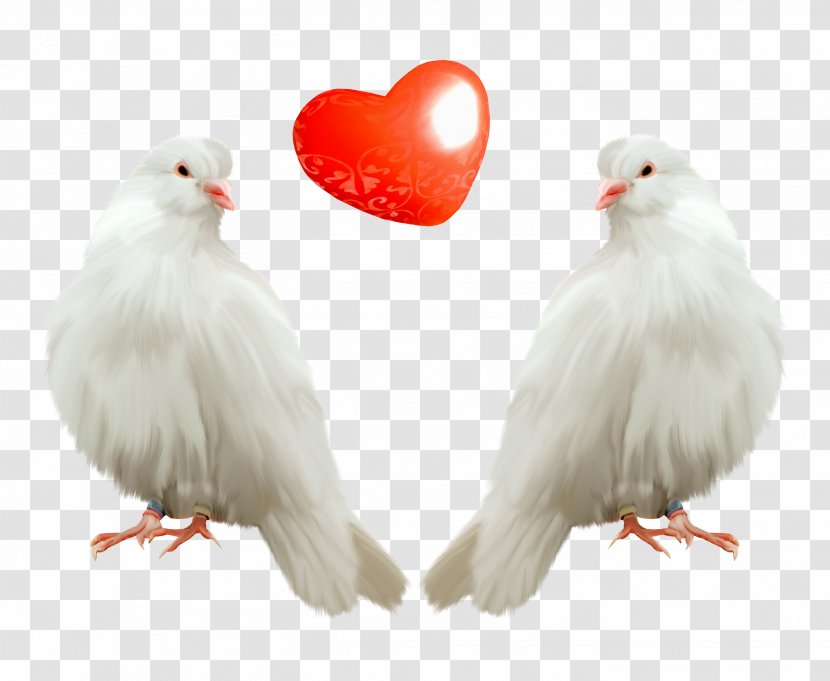 Stuffing Recipe Canning Valentines Day Pxe2txe9 - Cartoon - Pigeon Transparent PNG