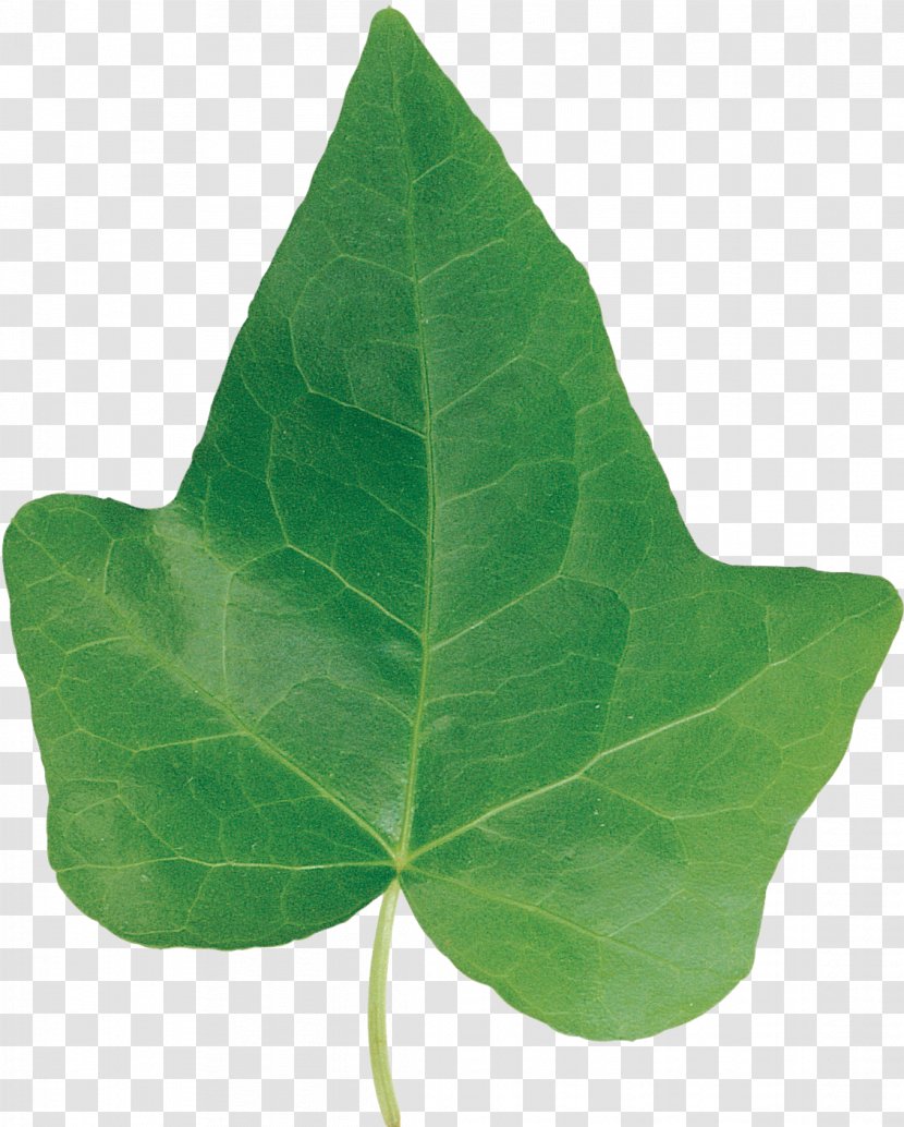 Plant Leaf - Ivy - Green Transparent PNG