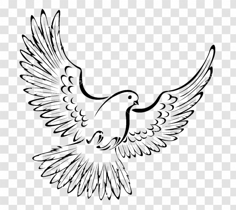 Bird Pigeons And Doves Vector Graphics Drawing Royalty-free - Organism Transparent PNG