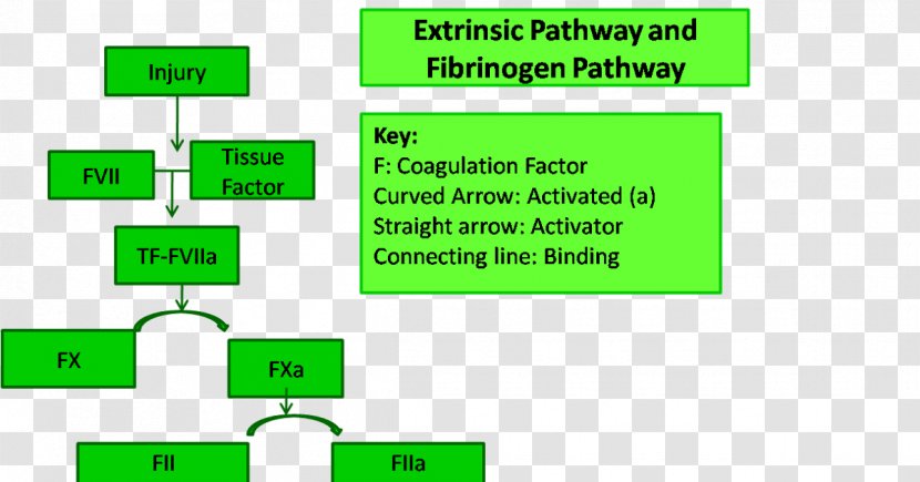 Coagulation Thrombus Definition Fibrinogen Blood - Cartoon Transparent PNG