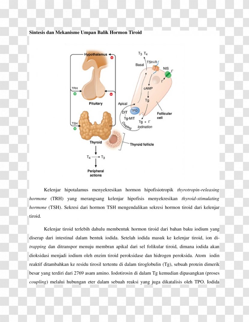 Thyroid Hormones Thyroid-stimulating Hormone Iodine Deficiency - Hypothyroidism - Text Transparent PNG