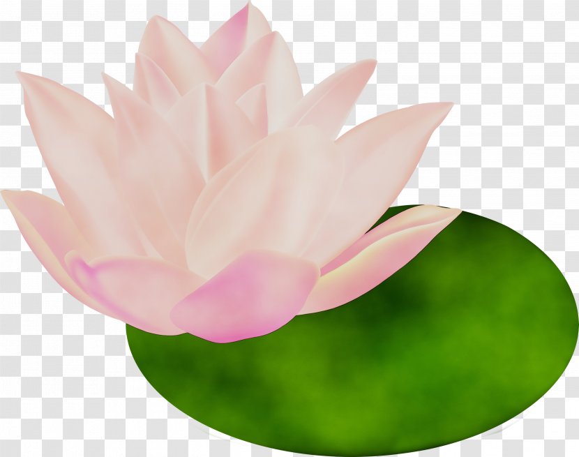 Lotus - Family - Water Lily Plant Transparent PNG