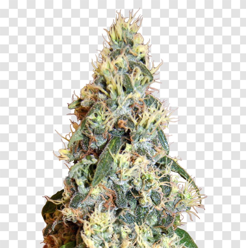 Jack Herer Autoflowering Cannabis Grow Shop Ruderalis Transparent PNG