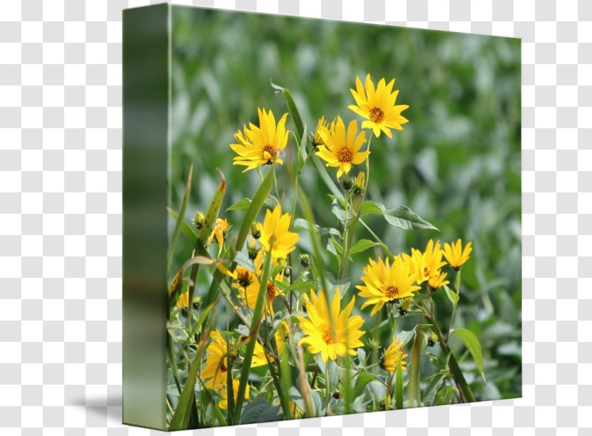 Dandelion Common Sunflower Plant Wildflower - Wild Flowers Transparent PNG