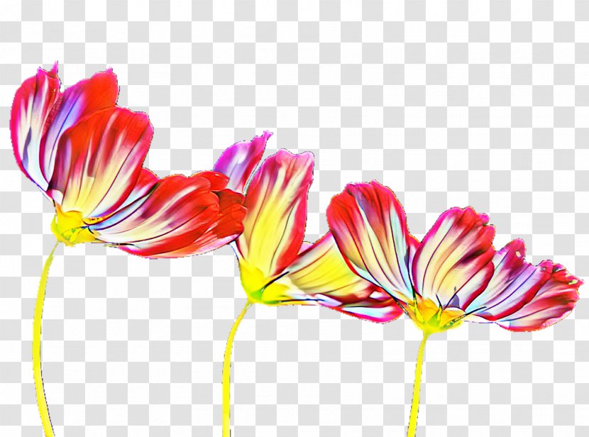 Wedding Tulip Book Petal Text - Flower - Aloe Vera Transparent Background Transparent PNG