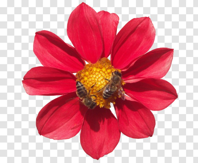Drawing Common Daisy Clip Art - Blog - Pollinator Transparent PNG
