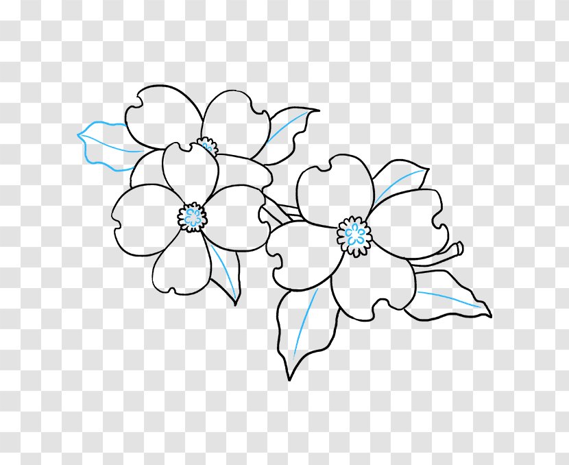 Flowering Dogwood Drawing Image Petal - Art - How To Draw A Flower Drawn Transparent PNG