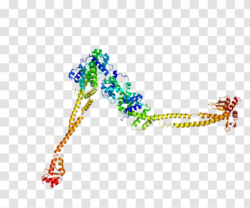 NUF2 CENPA Protein Centromere Kinetochore - Flower - Silhouette Transparent PNG