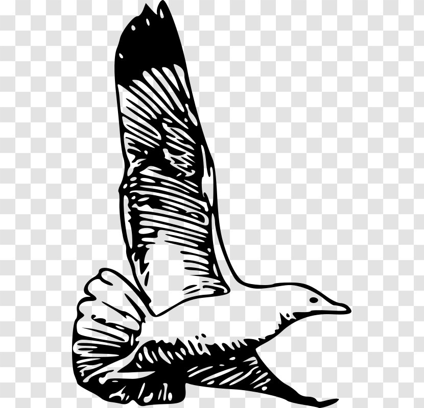 European Herring Gull Bird Clip Art - Cartoon - Seagull Vector Transparent PNG