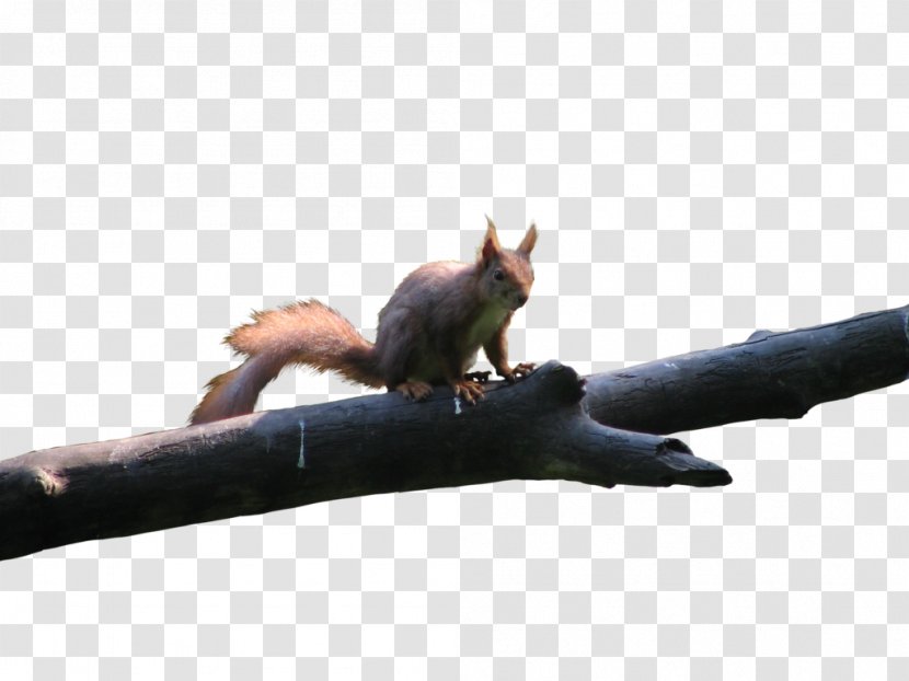 Red Squirrel Rodent Bird Tree - Animal Transparent PNG